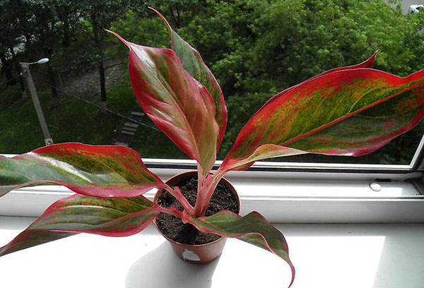 Aglaonema på fönsterbrädan