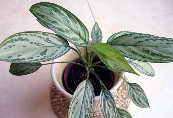 Aglaonema kruka