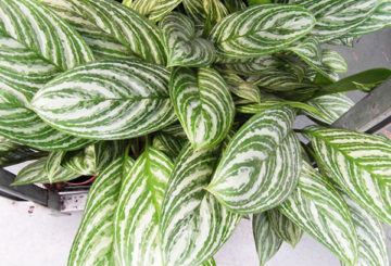 Feuillage Aglaonema