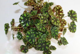 Tiger begonia