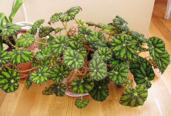 Bauer's begonia kruka