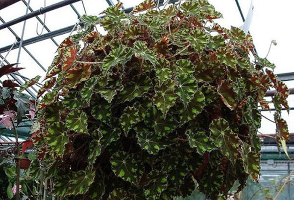 Plantera med Bauer's begonia