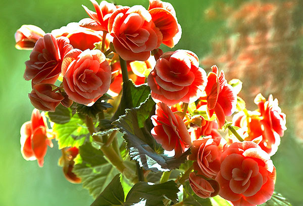 Fleurs de bégonia Elatior