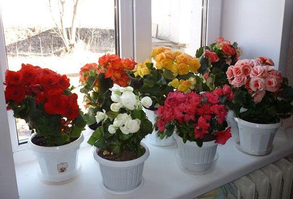 Begonia elatior sorter