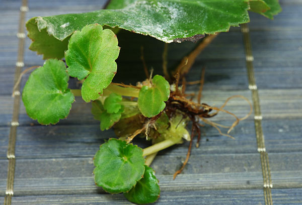 Reproduktion av begonia Elatior