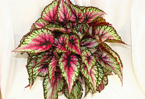 Kunglig begonia