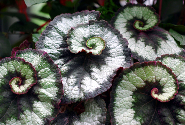 Rex begonia lämnar