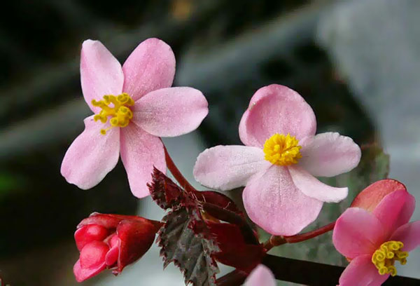 Bégonia royal en fleurs