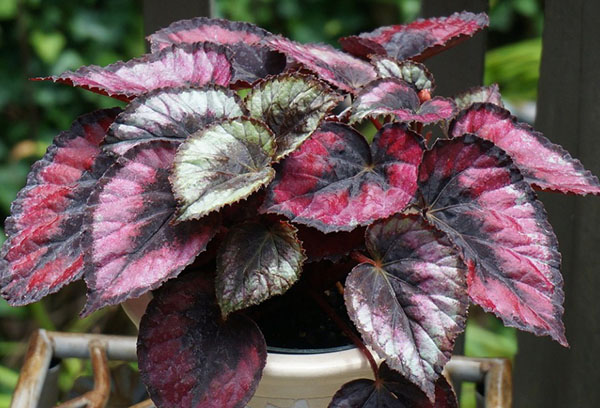 Pot avec bégonia Rex sur le balcon