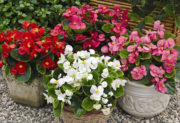 Variationer av ständigt blommande begonia