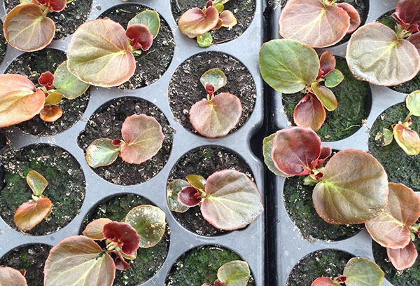 Reproduktion av ständigt blommande begonia