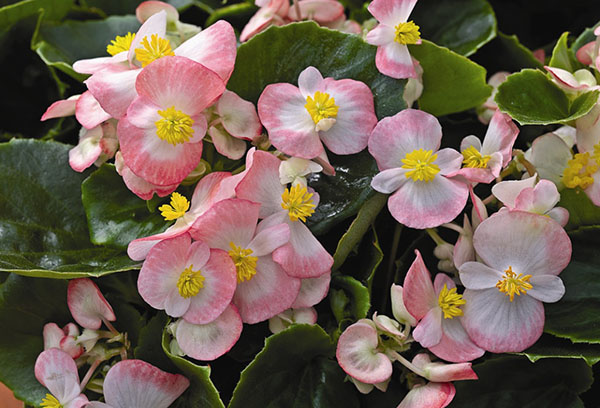 Rosa begonia blommor