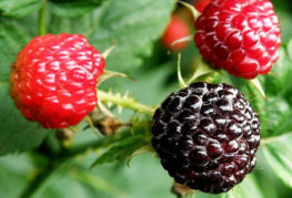 Framboises noires