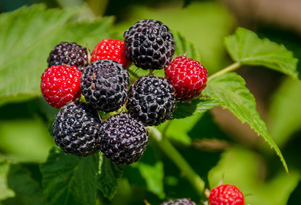 Maturation de la framboise de Cumberland