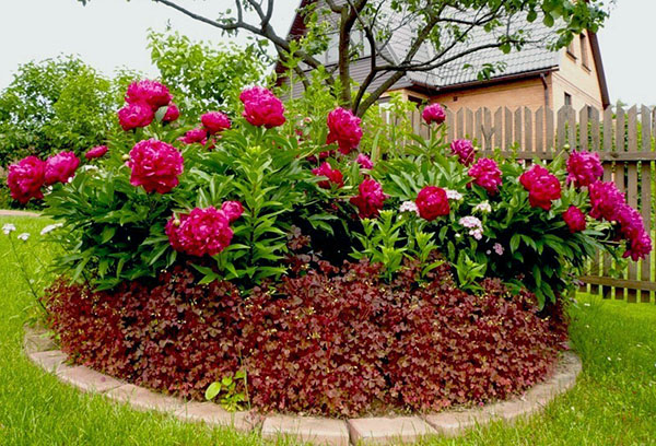 Un parterre de pivoines à la campagne