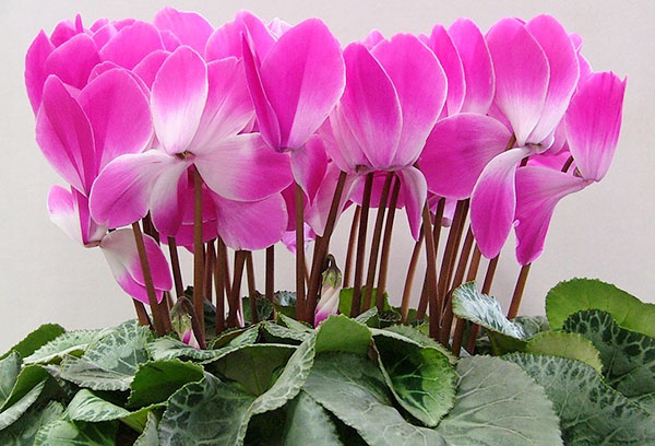 Cyclamen en fleurs