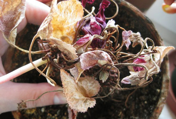 Cyclamen fané