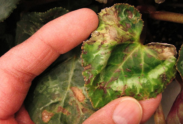 Feuille de cyclamen endommagée