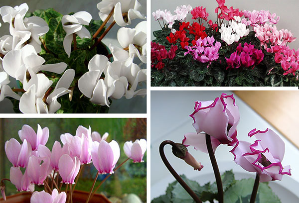 Types de cyclamen