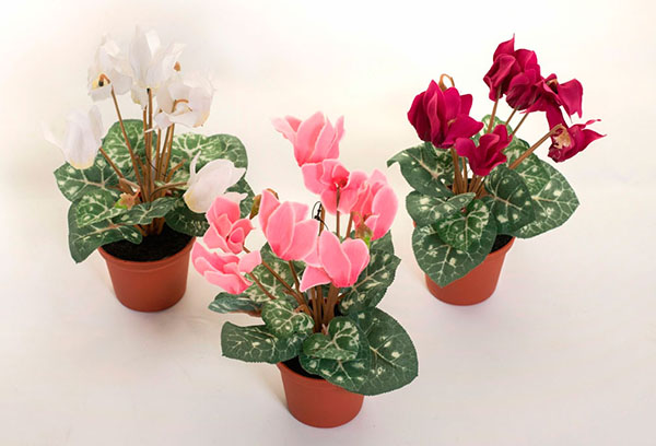 Pots de cyclamen