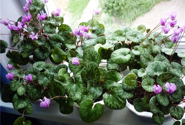 Cyclamen sur le rebord de la fenêtre