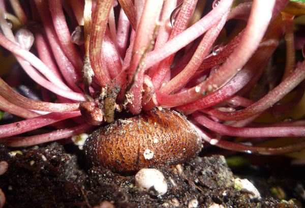 Tubercule de cyclamen