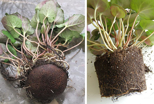 Cyclamen transplantation