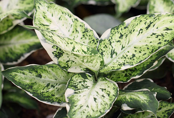 Dieffenbachia