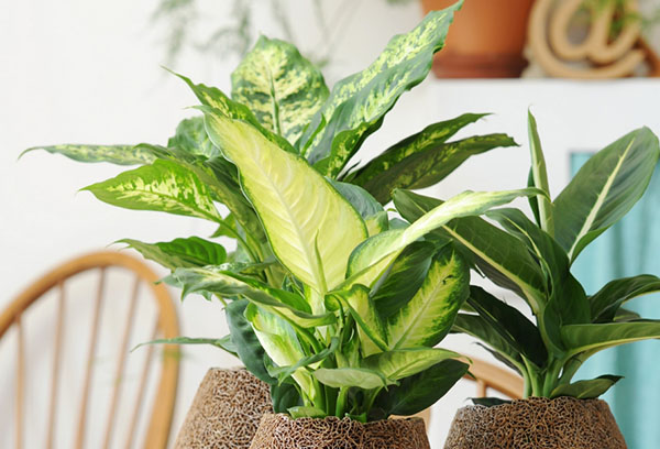 Dieffenbachia krukor