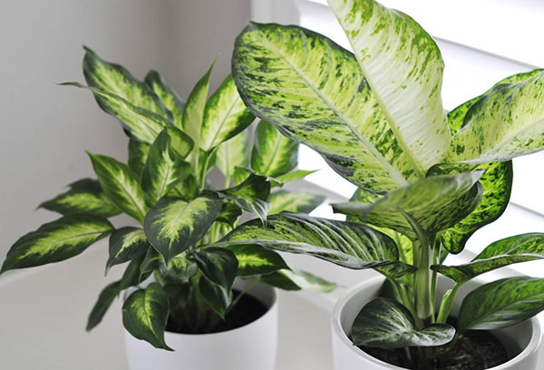 Dieffenbachia krukor på fönsterbrädan