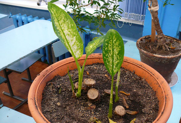 Propagation de Dieffenbachia