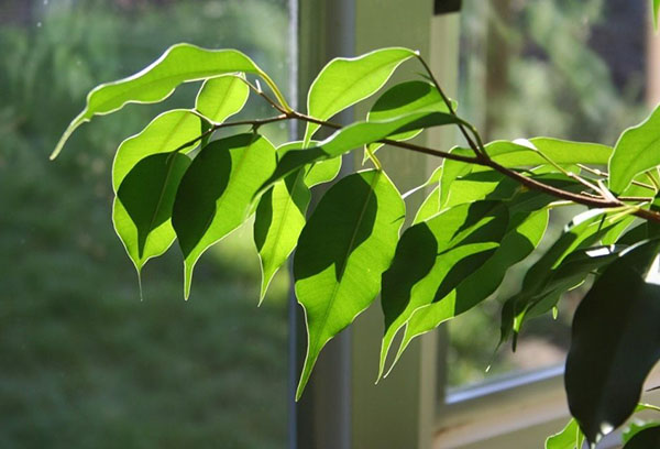 Ficus i fönsterbrädan