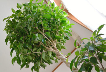 Ficus Benjamin med en dekorerad krona