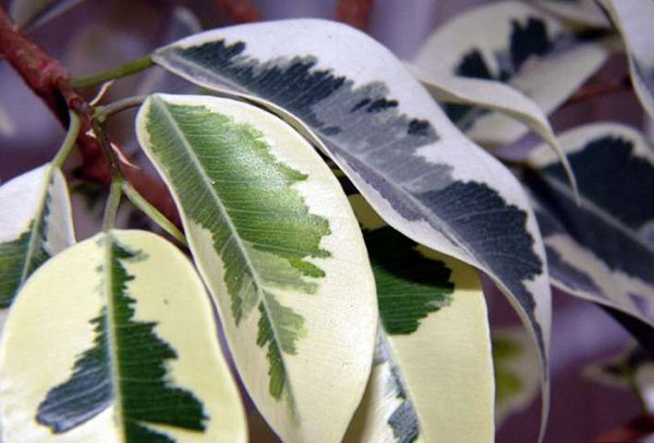 Ficus Benjamin Leaves