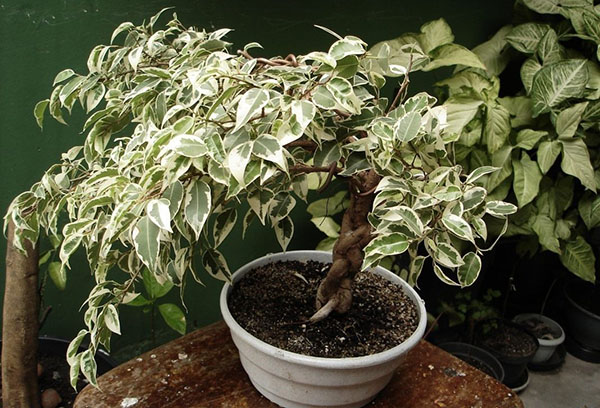 Ficus Benjamin med en flätad bagageutrymme