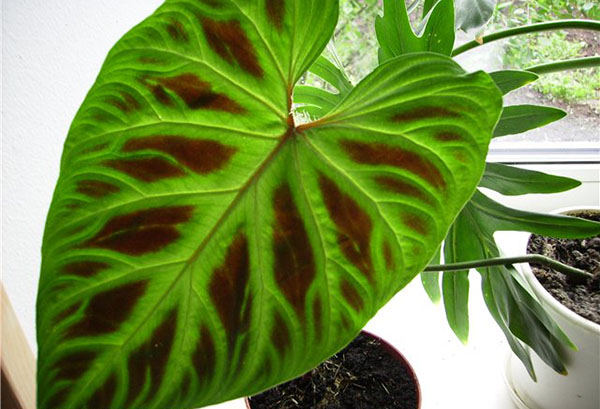 Jeune feuille de philodendron