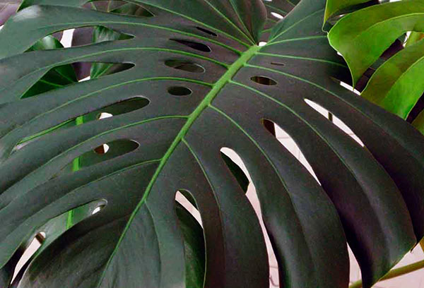 Feuille de philodendron