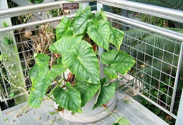 Pot avec philodendron sur le balcon