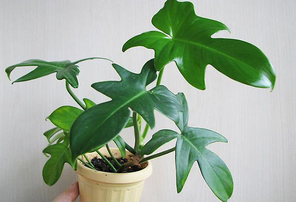 Jeune arbre philodendron