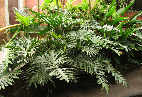 Philodendron i vinterträdgården