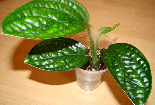 Tige de philodendron