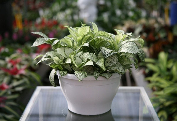 Pot Fittonia