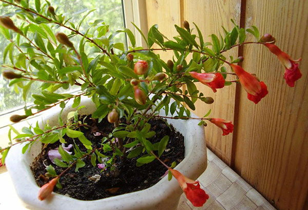 Grenade en fleurs sur la loggia