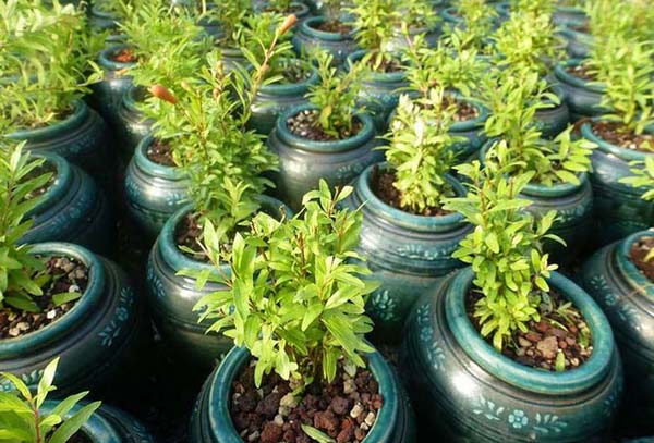 Les plants de grenade en pots