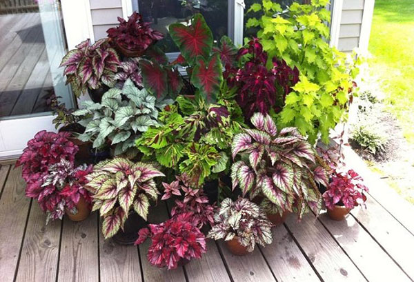 Variétés de caladium