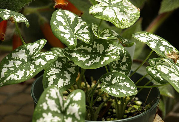 Pot avec Caladium