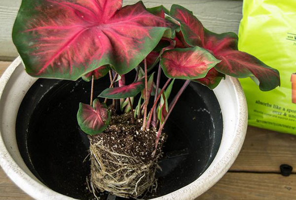 Greffe de caladium de printemps