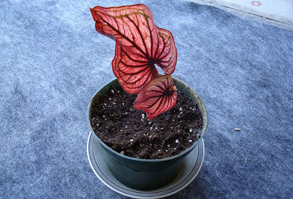 Nouveau buisson de caladium en pot