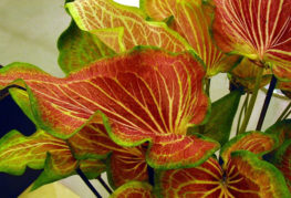 Feuilles de caladium