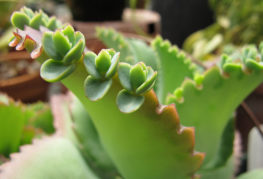 Enfants sur la feuille de Kalanchoe